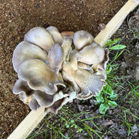 Mycelium (oyster mushroom), straw pellets, wood <br>
40 x 200 x 100 cm