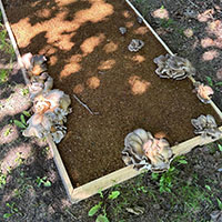 Mycelium (oyster mushroom), straw pellets, wood <br>
40 x 200 x 100 cm