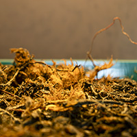 Installation (artist-owned forest in plastic boxes, plastic pallet, steel sign, documentary photographs, backward-running clock, miniature greenhouse)