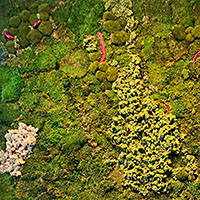 Stabilized mosses, lichens and plants, painted plaster<br>
240 x 360 x 10 cm