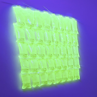 Used saline bags and tubing, plastic connectors, water, pyranine, UV light, pump, motion detector, ivy used in earlier artworks (plant lived 2018-2024) <br>
installation